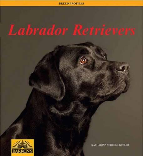 Labrador Retrievers: Barron&