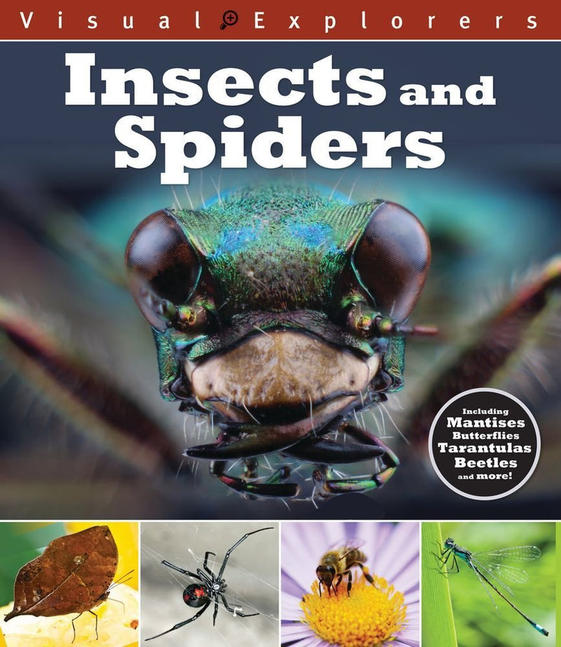 Insects and Spiders