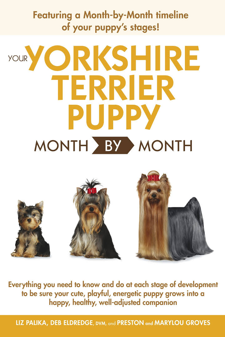 Your Yorkshire Terrier Puppy Month by Month