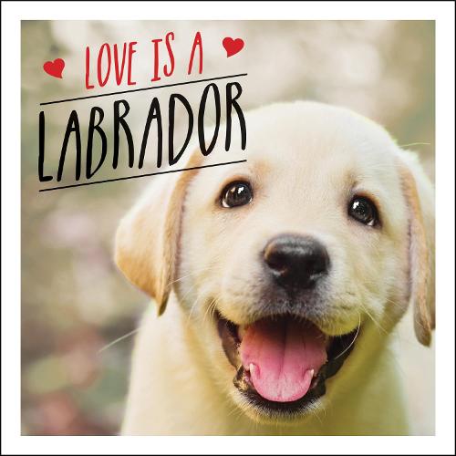 Love is a Labrador: A Lab-Tastic Celebration of the World&