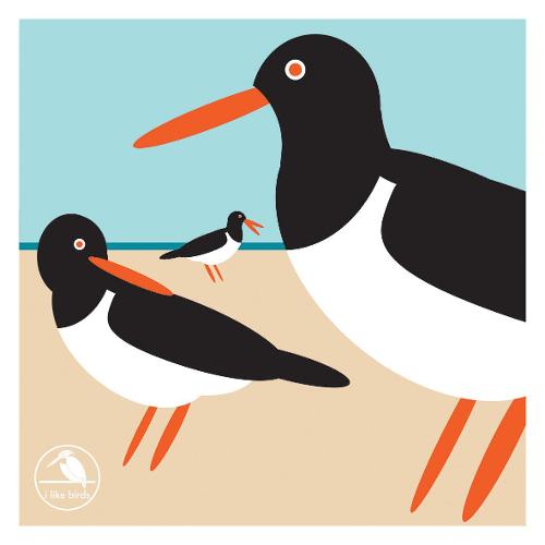 I Like Birds: Oyster Catcher Boxed Notecards